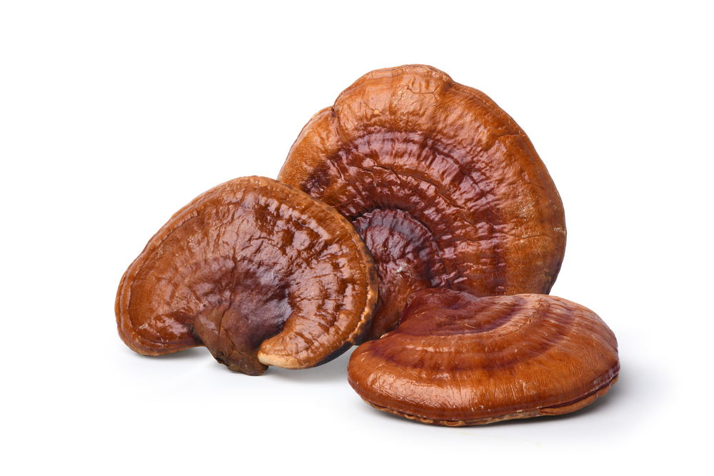 Piros,Reishi,Gomba,Izolált,Fehér,Háttéren.,Clipping,Path.