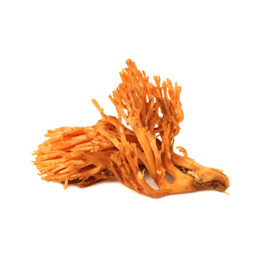 lebegő cordyceps1
