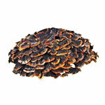 Coriolus kivonat 40%