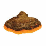 BIO por Chaga