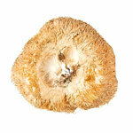 BIO por Hericium